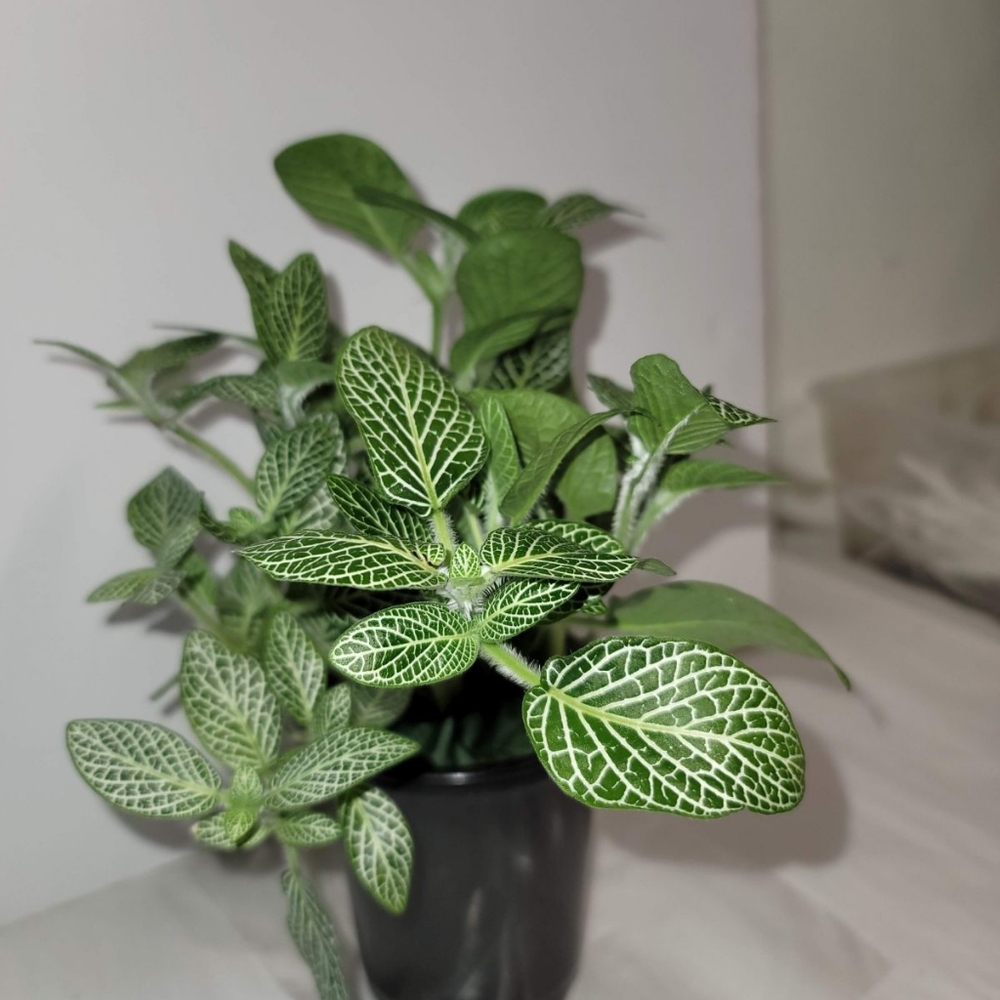 A Fittonia Plant in a four inch pot.